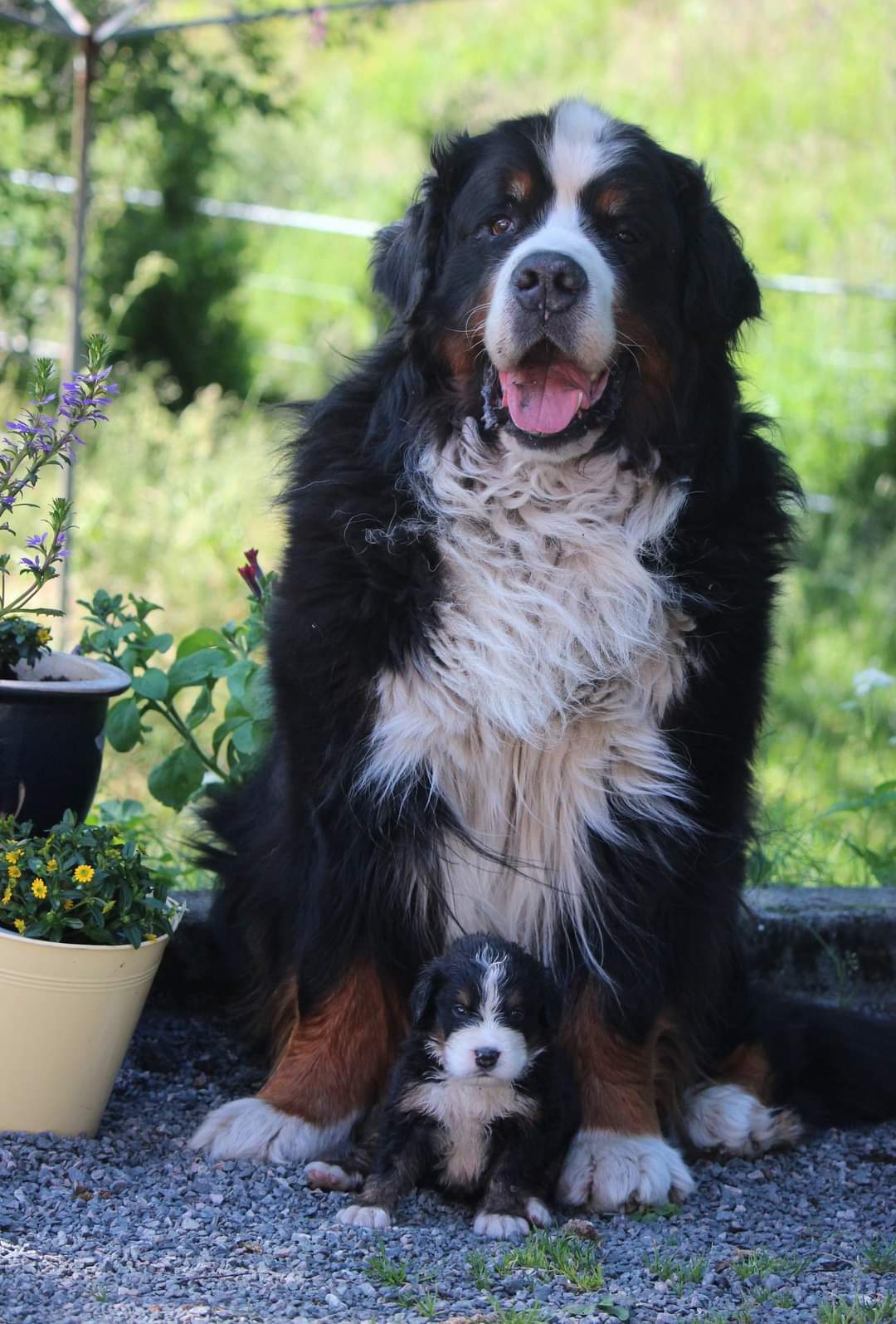 Granddad Baron 10.2 years and his little grandson 4 weeks